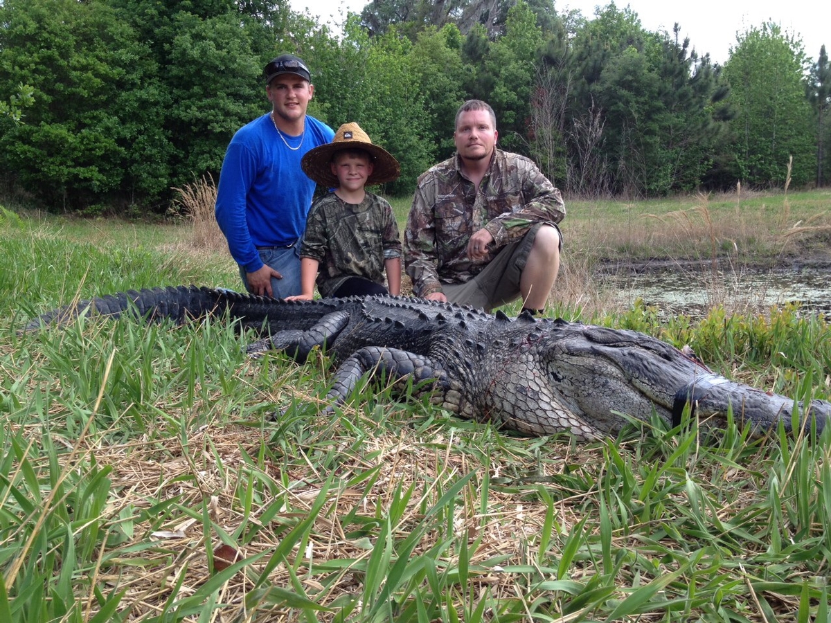 florida alligator hunting wild alligator hunts alligator hunting lights