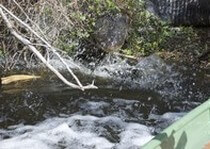 Trophy Florida Alligators - http://www.godscountryoutfitters.net/photos/category/alligator-trophy-gallery/