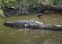 Trophy Florida Alligators in Florida - http://www.godscountryoutfitters.net/photos/category/alligator-trophy-gallery/