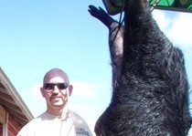 Hog hunting photo gallery from God's Country Outfitters. God’s Country Outfitters (GCO) is owned and operated by good country people that love to hunt Florida hog's just as much as you do.