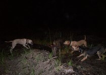 Hog hunting photo gallery from God's Country Outfitters. God’s Country Outfitters (GCO) is owned and operated by good country people that love to hunt Florida hog's just as much as you do.