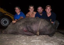 Hog hunting photo gallery from God's Country Outfitters. God’s Country Outfitters (GCO) is owned and operated by good country people that love to hunt Florida hog's just as much as you do.